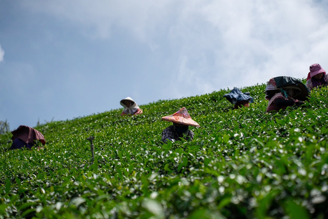 台湾嘉義瑞峰 烏龍茶