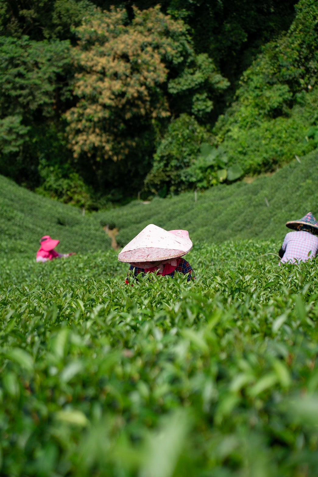 台湾嘉義瑞峰 烏龍茶