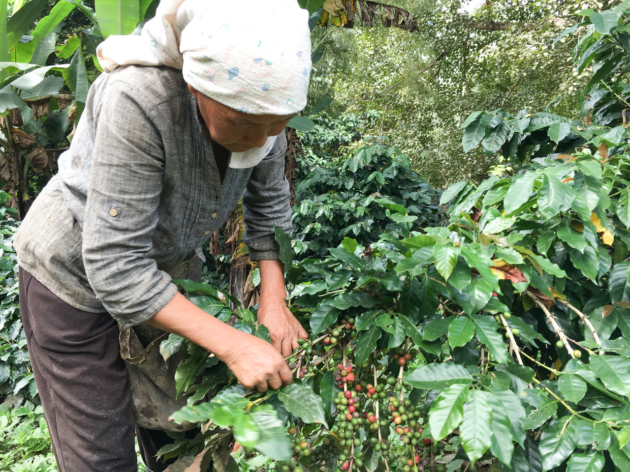 広島県福山市の自家焙煎アジアンスペシャルティコーヒー豆専門店東珈琲店のラオスジャバ