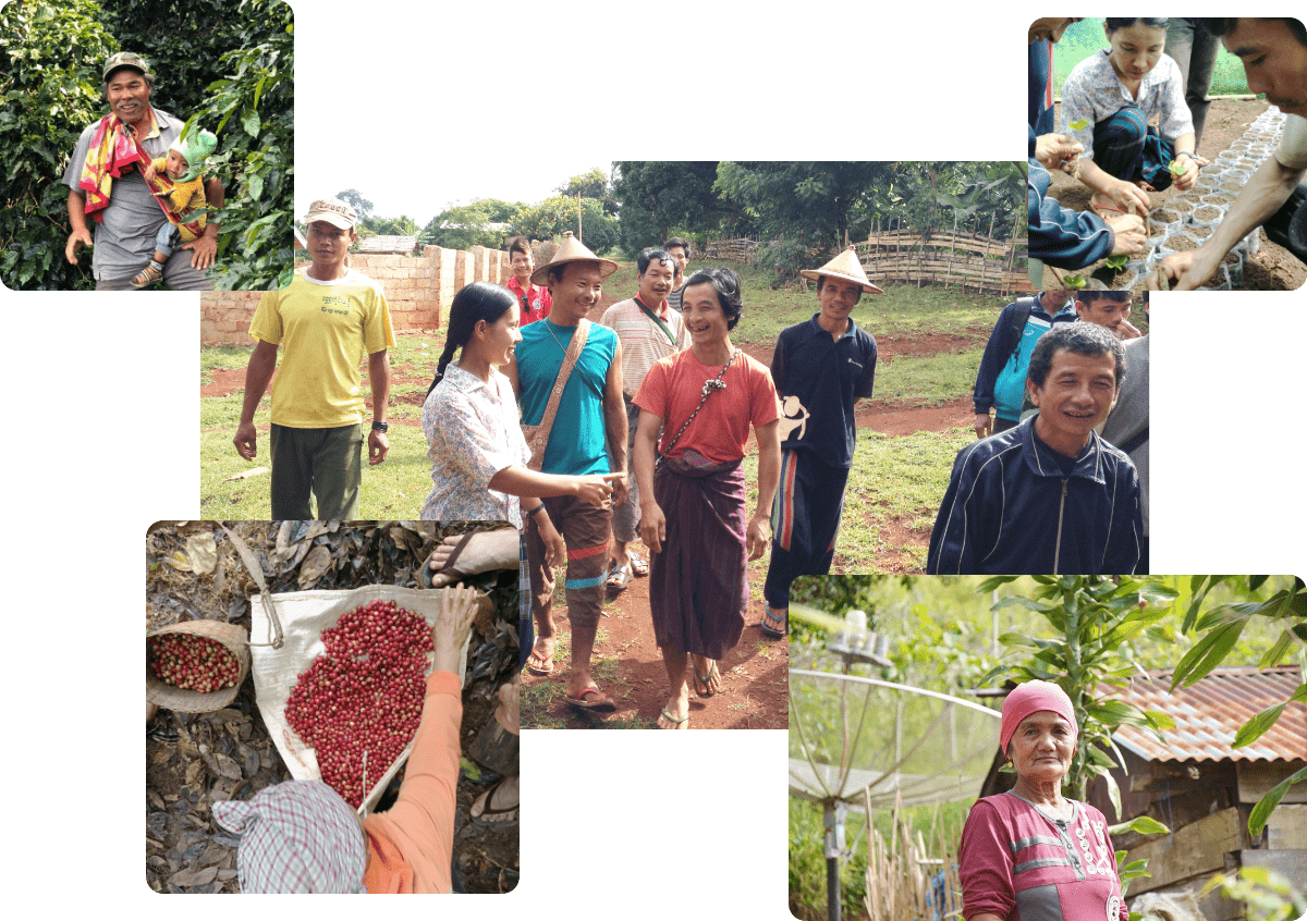 アジアでコーヒー豆を生産している人々の写真
