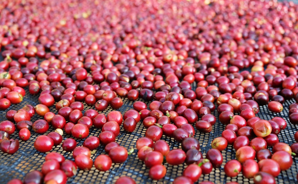アジアで収穫されたコーヒーの実の写真