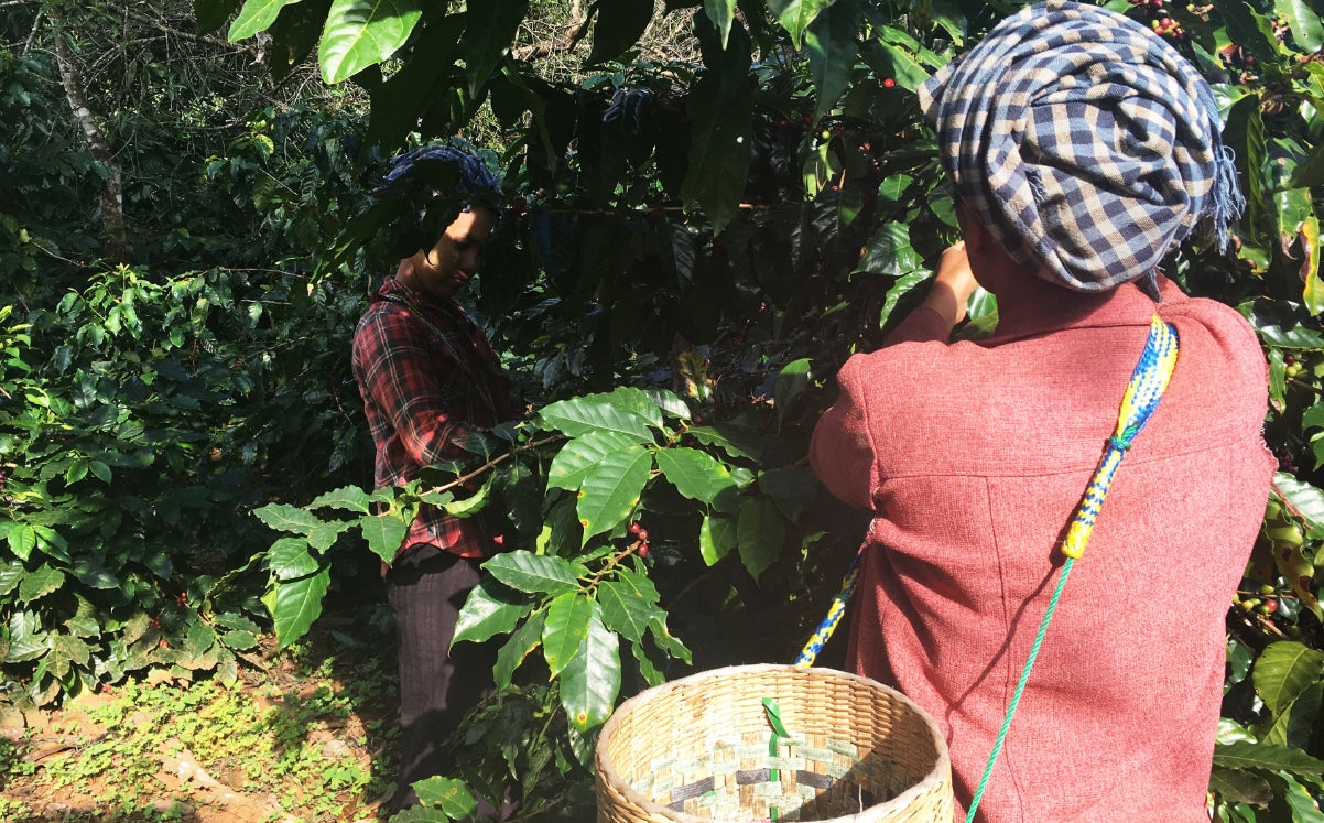 コーヒー豆を収穫するアジアの人々